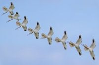 Steppe harrier nest building 'art of flight'