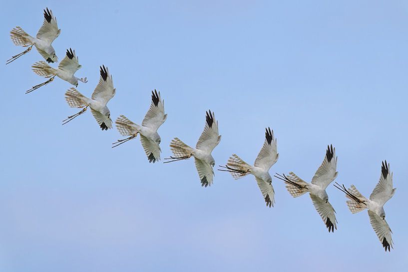 Steppekiekendief nestbouw 'art of flight' van Hans Hut