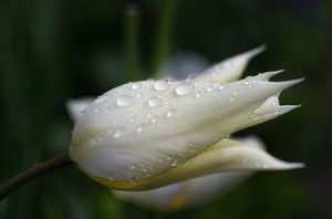 Tulp met regendruppels