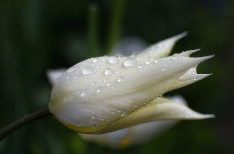 Tulp met regendruppels van Hans Heemsbergen