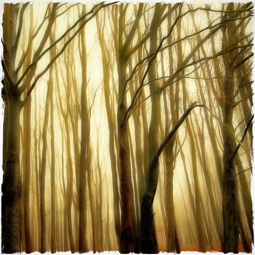 RÜGEN German Avenue Road - het mystieke bos II