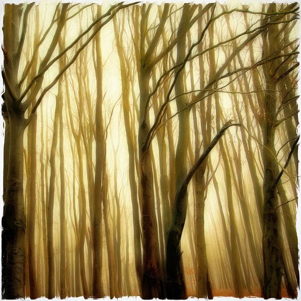 RÜGEN German Avenue Road - the mystic forest II by Bernd Hoyen