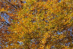 Bunt verfärbtes Herbstlaub an an einer Buche , Deutschland
