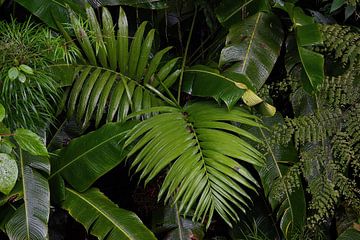 Prachtige groene bladerenwand gefotografeerd in de jungle; bladeren jungle van Bianca ter Riet