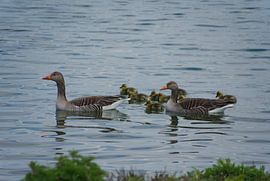 Swimming under the watchful eye of mum and dad by Jurjen Jan Snikkenburg