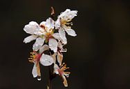 Almond blossom after a rainstorm. by Jan Katuin thumbnail