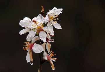 Almond blossom after a rainstorm. by Jan Katuin