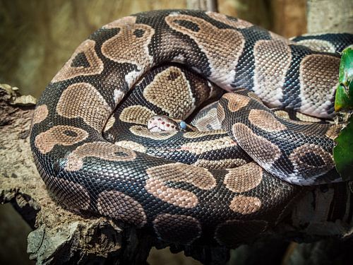 Slang opgekruld op een tak