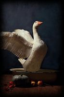 white geese in action!