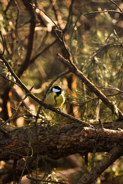 La grande mésange par Yuri Hogenes