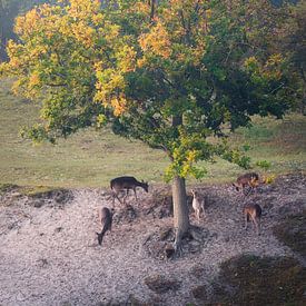 Hirsch unter Eiche in Herbstfarben von Thom Brouwer