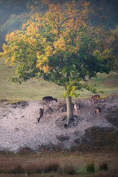 Cerf sous un chêne aux couleurs de l'automne sur Thom Brouwer