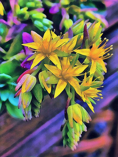 Gelb blühende Echeveria-Hybride von Dorothy Berry-Lound
