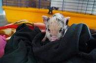 geschecktes Minischweinchen in Handaufzucht von Babetts Bildergalerie Miniaturansicht