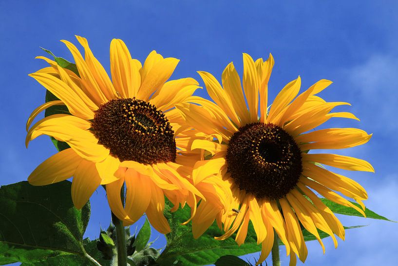 Two sunflowers by Karina Gebert