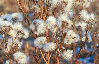 Flauschige Glühbirnen im Winternachmittagslicht