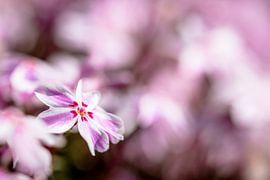 Candy Stripes Bokeh von wimke247
