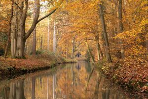 Hollands bospad in de herfst van Peter Haastrecht, van