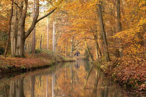 Hollands bospad in de herfst