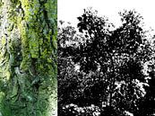 Tree Magic 38 van MoArt (Maurice Heuts) thumbnail