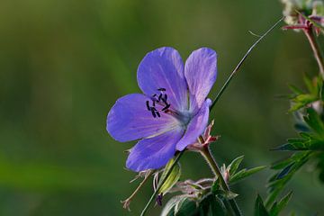 Blue Flower by Erich Werner