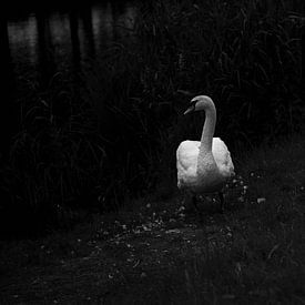 Mute Swan black and white by Truus Hagen