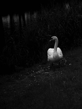 Mute Swan black and white by Truus Hagen