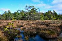 In de zwarte heide