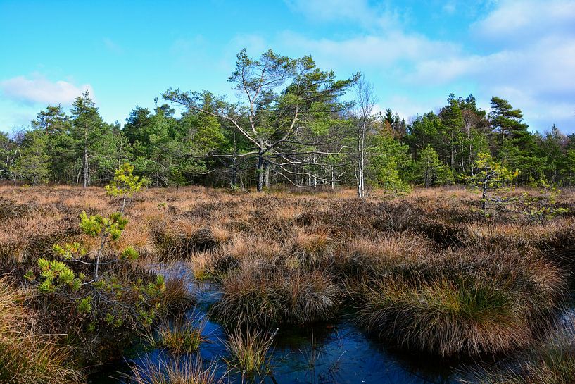 In de zwarte heide van Claudia Evans