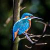 IJsvogel kingfisher van Corrine Ponsen
