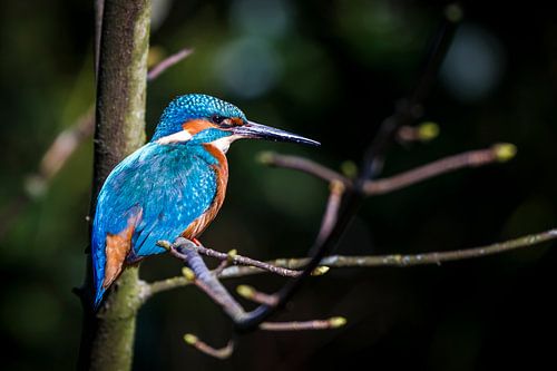 IJsvogel kingfisher