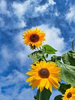 Sonnenblumen vor blauem Himmel