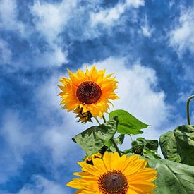 Sunflowers against a blue sky by Photo Art SD