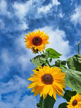 Zonnebloemen tegen een blauwe lucht van Photo Art SD