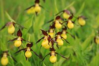 Yellow lady's slipper - Cypripedium calceolus