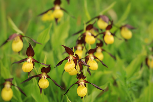 Geel vrouwenschoentje - Cypripedium calceolus