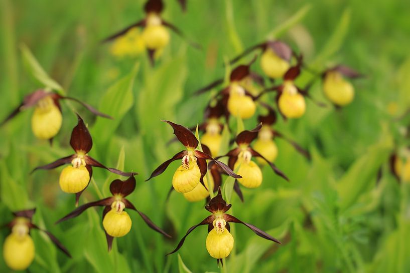 Yellow lady's slipper - Cypripedium calceolus by BlattArt - Christine Horn