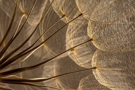 Warme Brauntöne: Licht fällt auf den Flaum einer Tragopogon von Marjolijn van den Berg