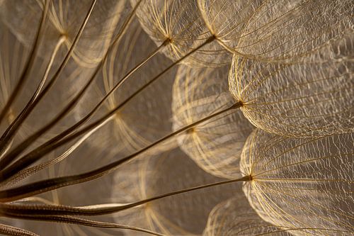 Warme bruintinten: Licht valt op de pluisjes van een Tragopogon