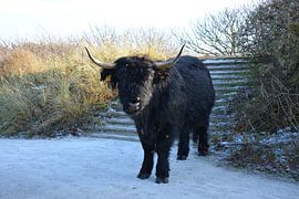 Black Scottish Highlander in winter by My Footprints