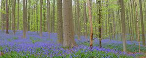 Blauglockenblüten auf dem Waldboden im Frühling