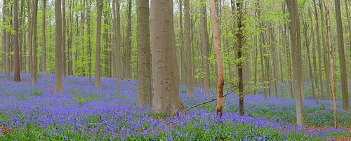 Wilde Hyacinten bloemen op de bosbodem in de lente