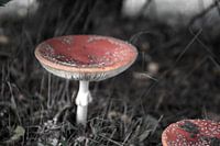 Les couleurs de l'automne dans toute leur splendeur