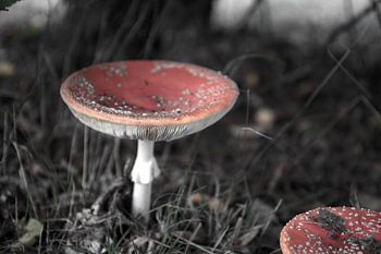 Les couleurs de l'automne dans toute leur splendeur