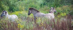 Konik-Pferde im Wind