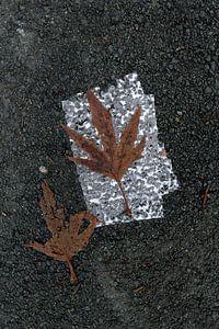 Zwei Blätter auf nassem Papier.