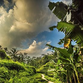 Rijstterassen op Ubud Bali van Lima Fotografie