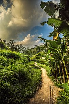 Reisfeld Ubud