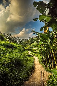Rijstterassen op Ubud Bali