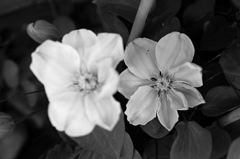Die ersten Blumen im emsländischen Garten
